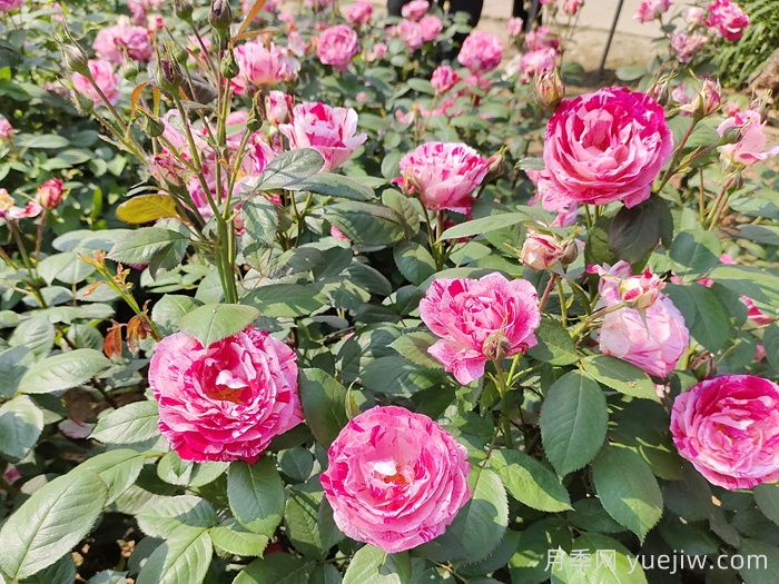 节日礼花月季(图5)