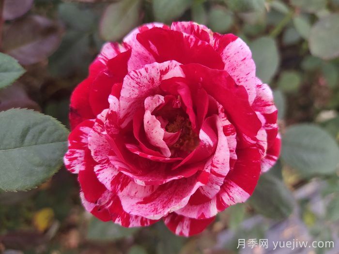 节日礼花月季(图6)