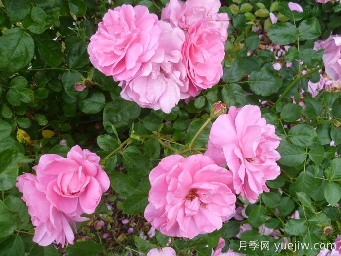 卢尔德百年庆典月季(图3)