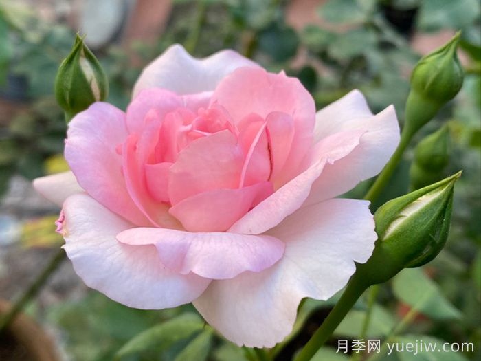 卢尔德百年庆典月季(图1)