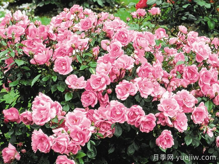 卢尔德百年庆典月季(图2)