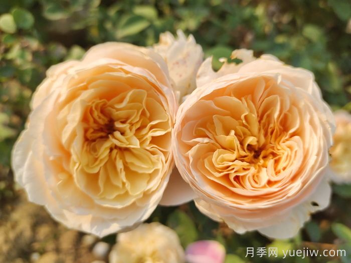 推荐7款月季花品种，夏季也能快乐绽放(图3)