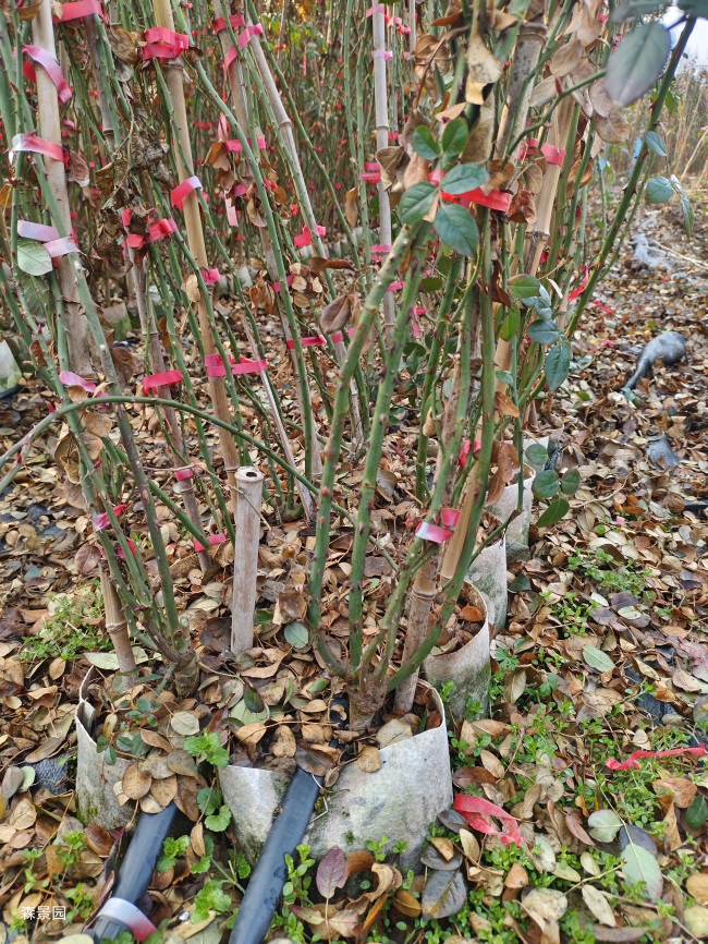 2000棵2米高藤本月季发货福建美丽乡村建设(图1) 2000棵2米高藤本月季发货福建美丽乡村建设(图1)