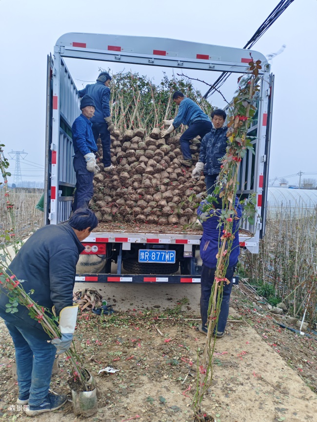 2000棵2米高藤本月季发货福建美丽乡村建设(图2) 2000棵2米高藤本月季发货福建美丽乡村建设(图2)