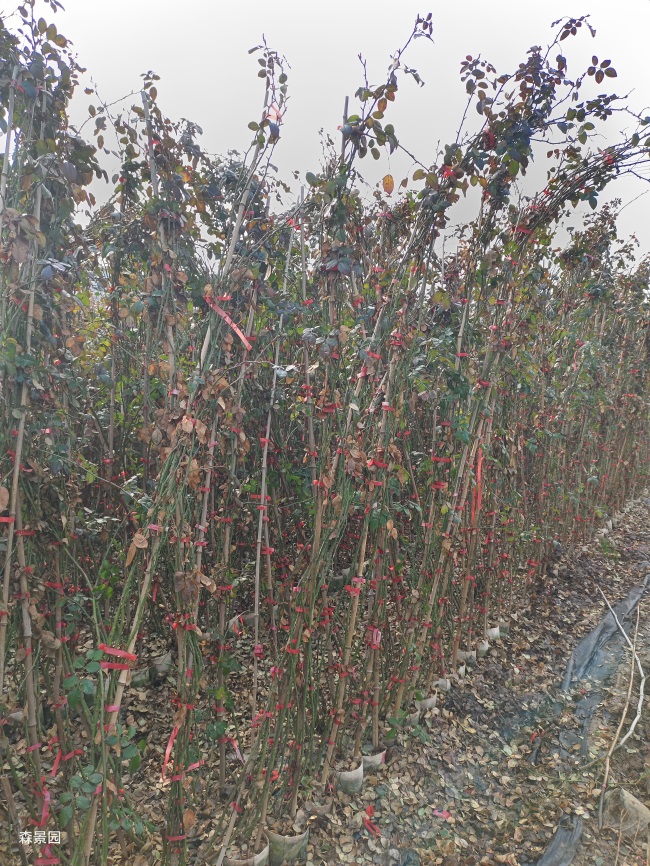 2000棵2米高藤本月季发货福建美丽乡村建设(图3) 2000棵2米高藤本月季发货福建美丽乡村建设(图3)