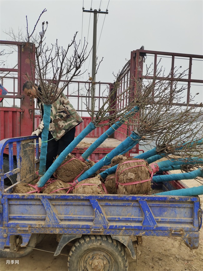 350棵6公分树状月季发货山东临沂绿化工地(图1)