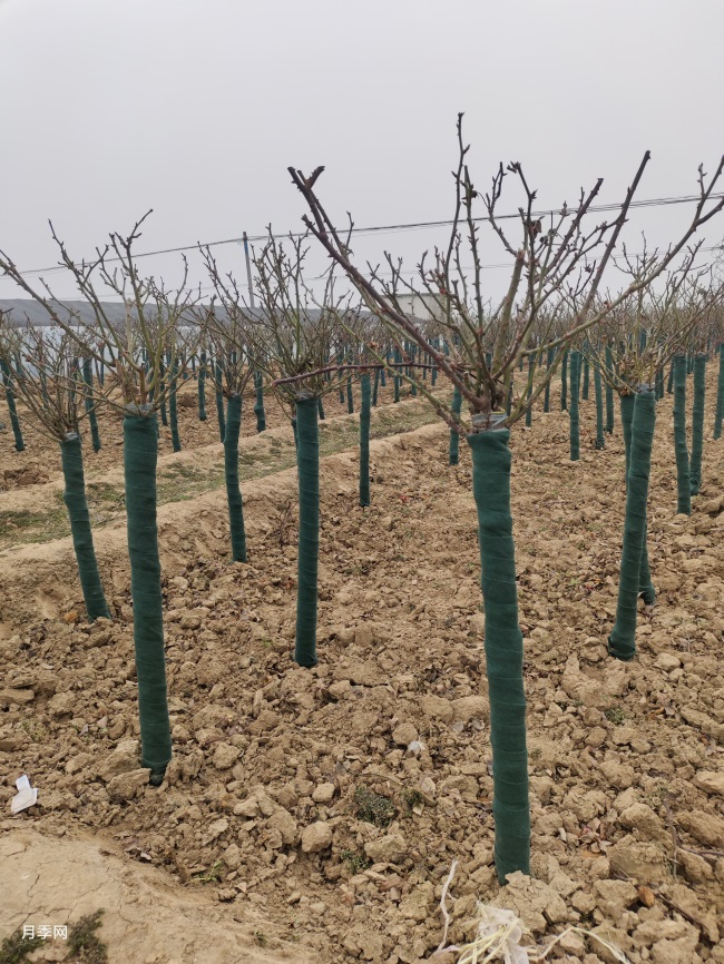 350棵6公分树状月季发货山东临沂绿化工地(图3)