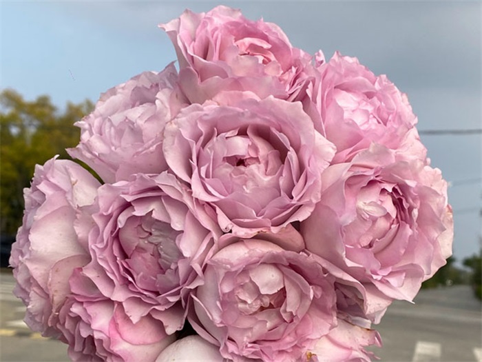 露凝香月季(图4)