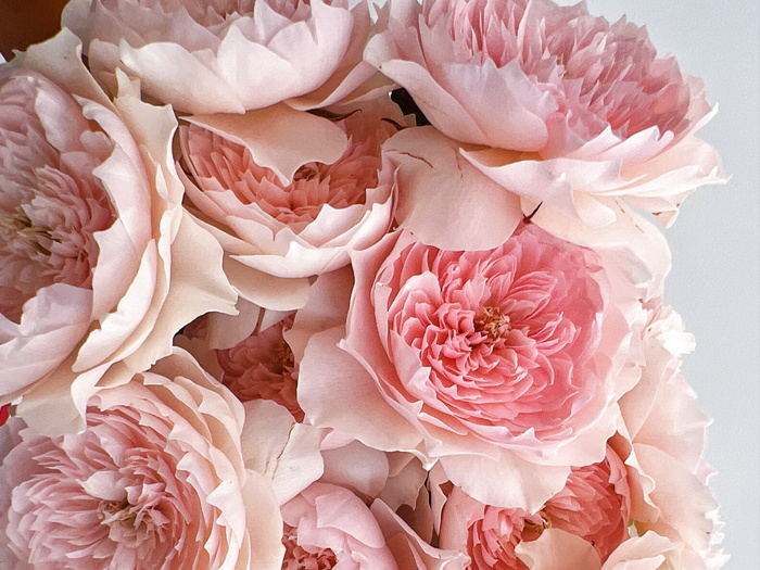 家书月季/翻译家月季(图1)