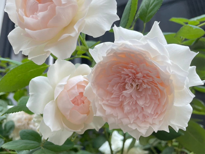 家书月季/翻译家月季(图2)