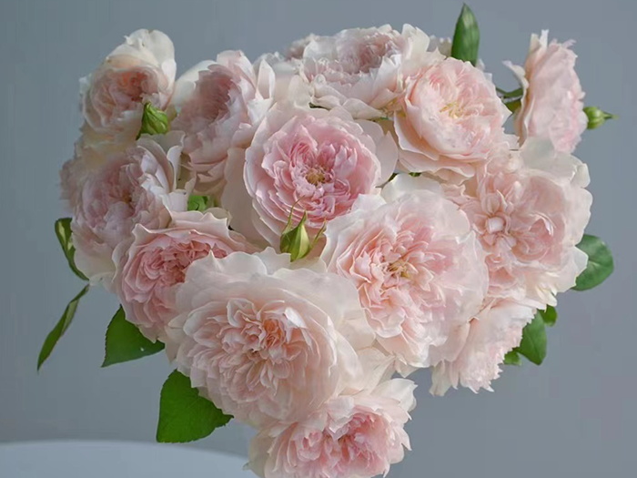 家书月季/翻译家月季(图3)