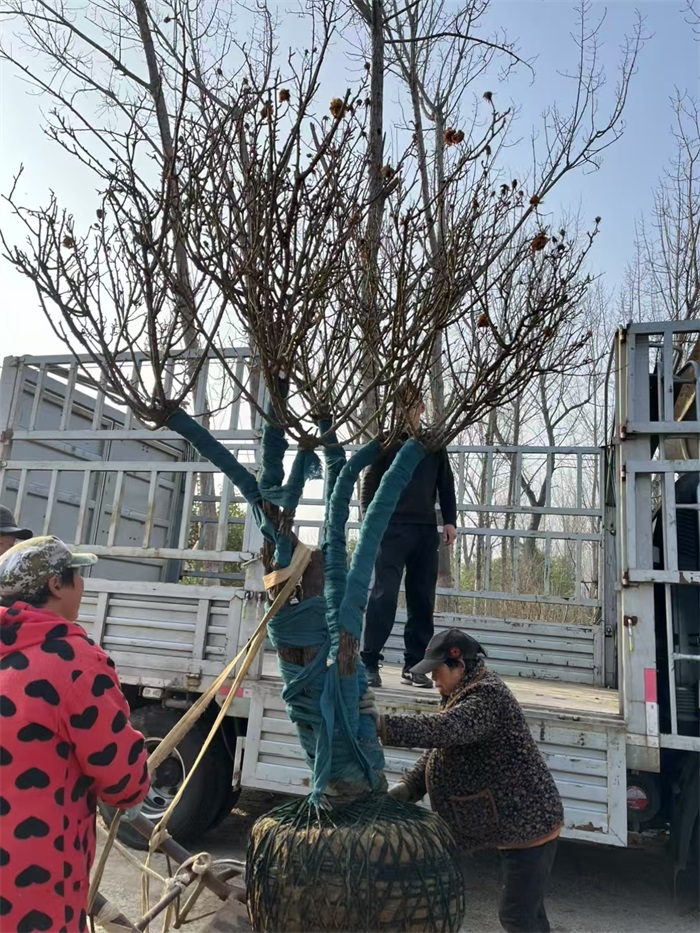 多杆古桩月季发货北京别墅庭院(图4)