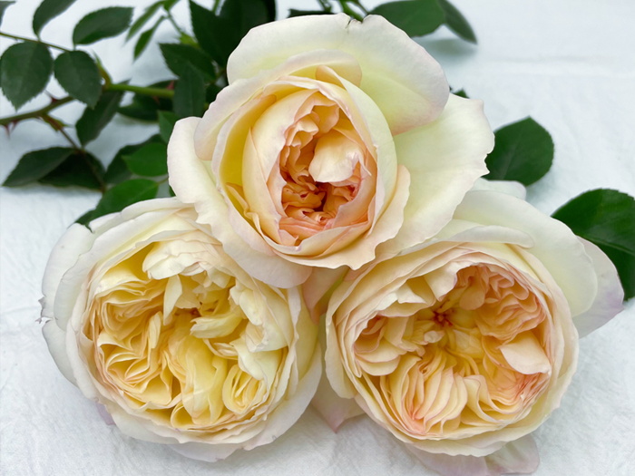 一点凝烟月季(图2)