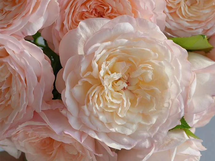 一点凝烟月季(图1)