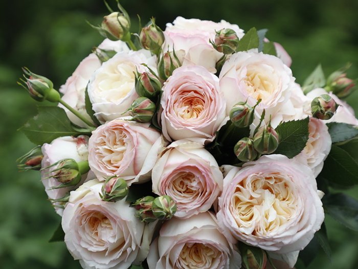 一点凝烟月季(图3)