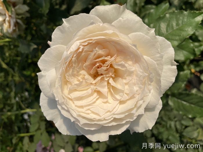 白月光月季(图1)