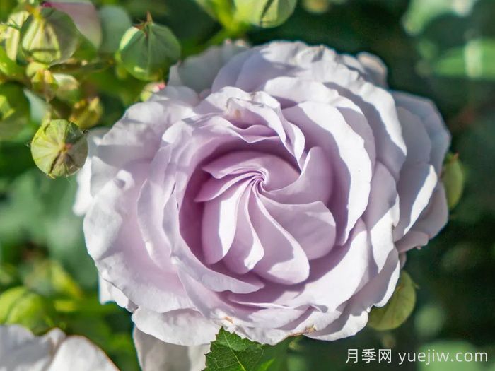 千重岚月季(图2)