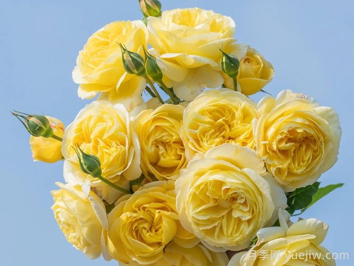 醉千山月季(图2)