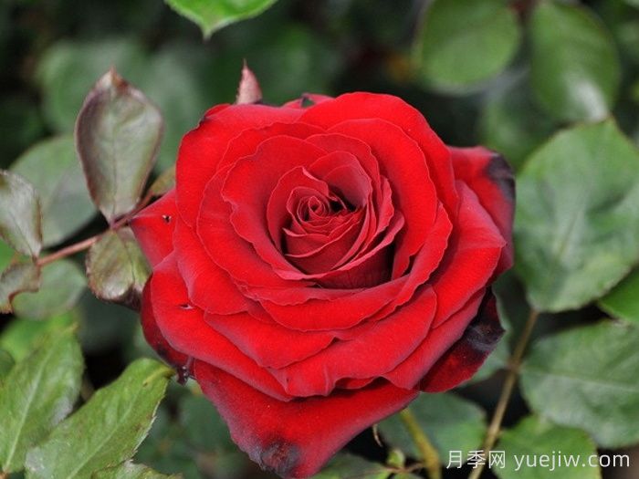 黑天鹅月季(日本)(图2)