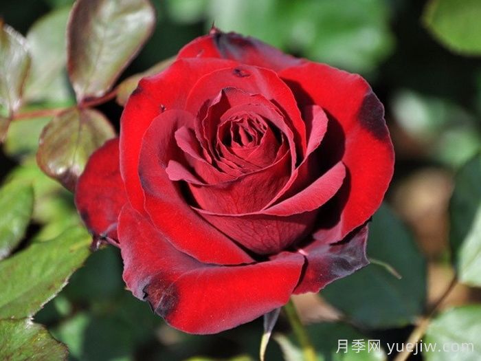 黑天鹅月季(日本)(图1)