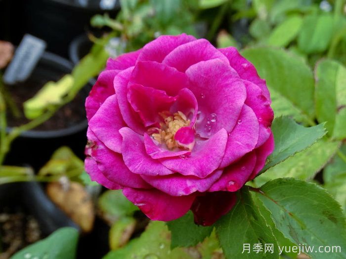 梅丽月季/梅丽莎(图1)