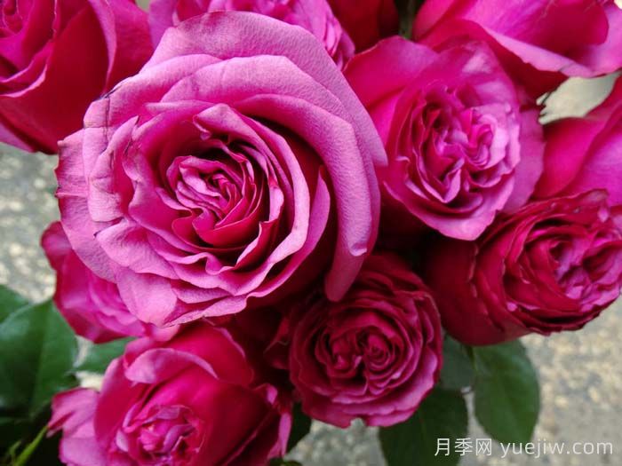 梅丽月季/梅丽莎(图2)