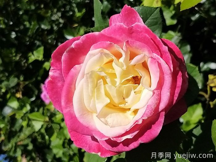 热带香水月季/热带香氛(图1)