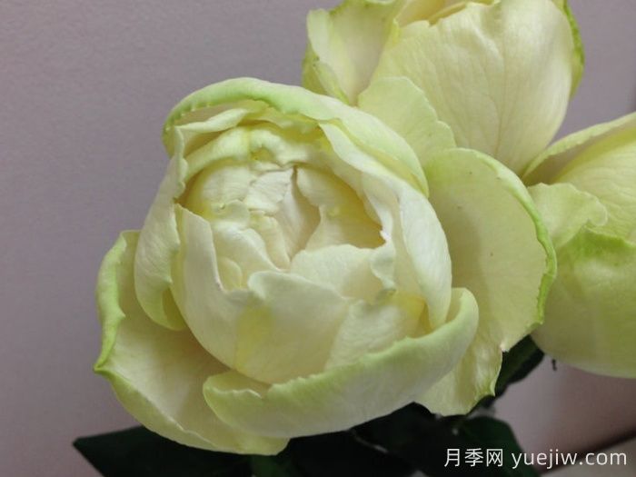 伊芙雪之香水月季/白雪香水(图1)