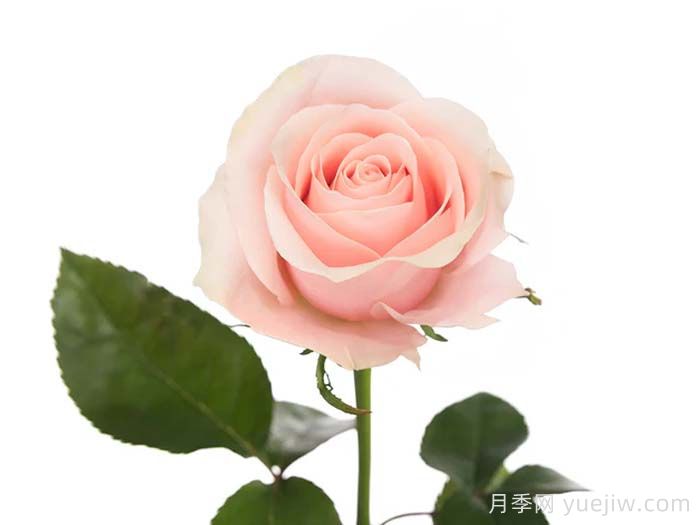 粉色信任月季(图1)