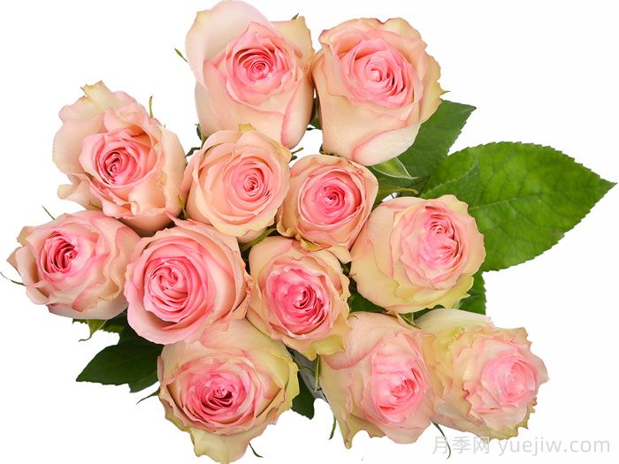 狂野埃斯佩兰斯月季(图2)