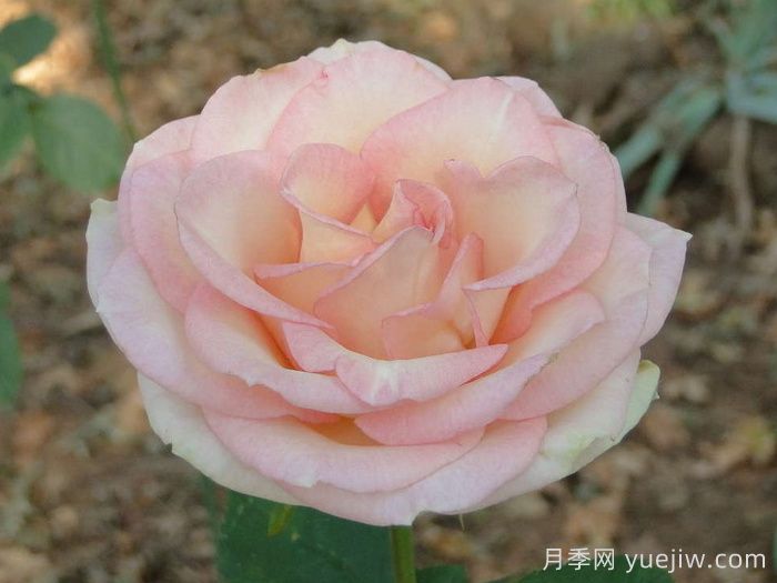 埃斯佩兰斯月季/希望/希冀(图1)