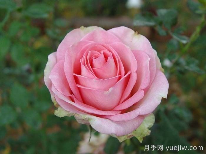 埃斯佩兰斯月季/希望/希冀(图2)