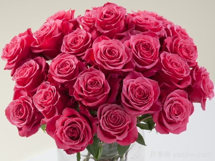 樱桃奥月季/樱桃O/樱桃巷(图2)