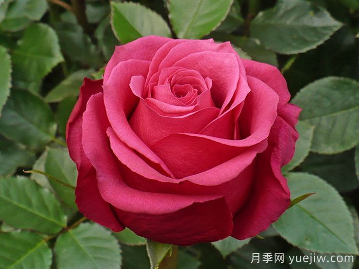 樱桃奥月季/樱桃O/樱桃巷(图1)