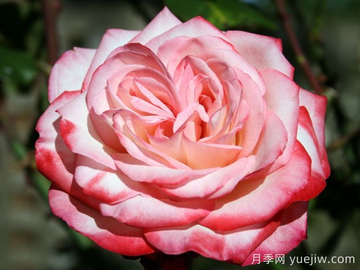 卡巴莱月季/歌舞表演月季(图1)