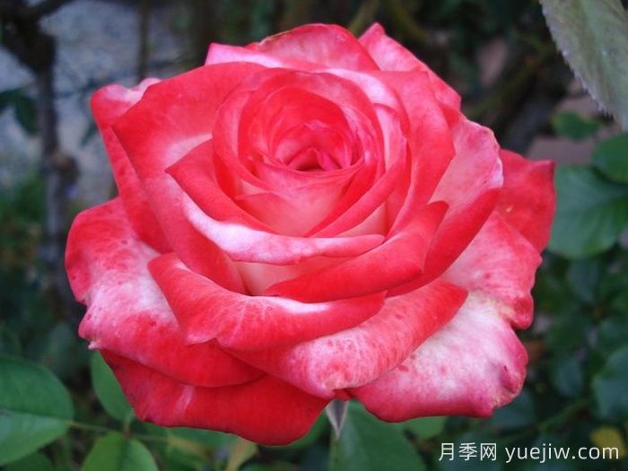 卡巴莱月季/歌舞表演月季(图2)