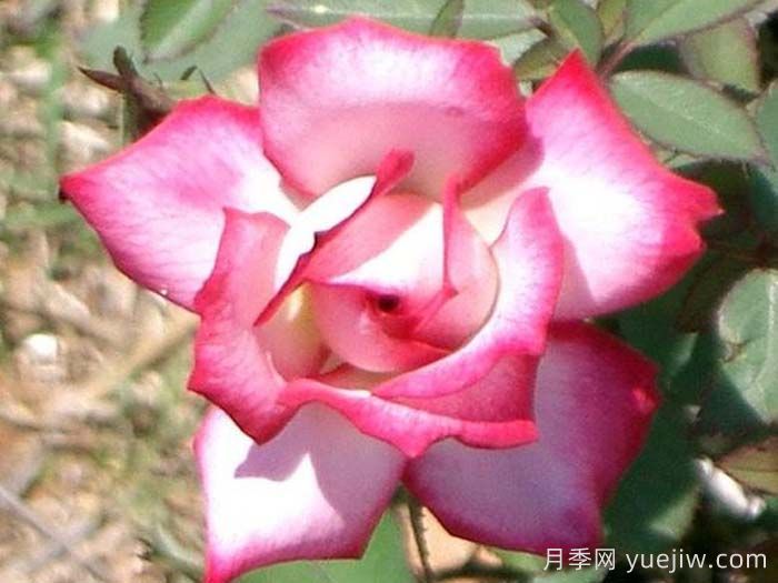 布莱顿红衣主教月季/布莱顿红雀(图1)