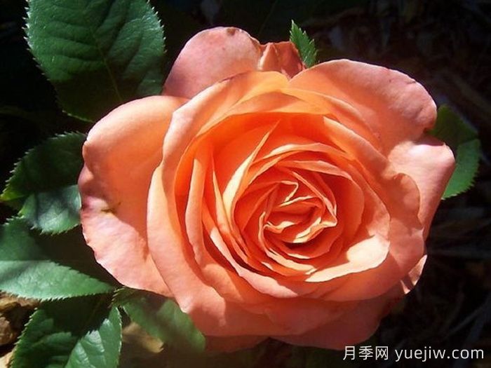 月季推荐，木瓜月季(图1)