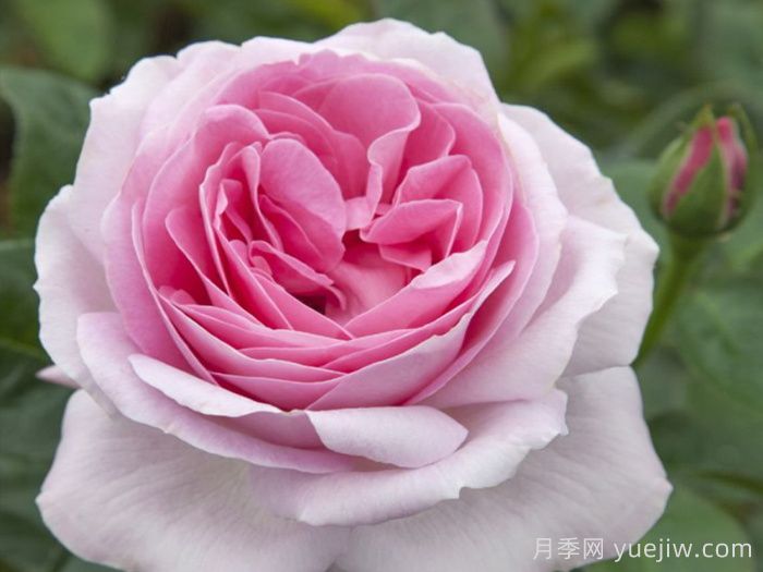 粉色尤里卡月季/粉色尤瑞卡/粉红发现(图1)