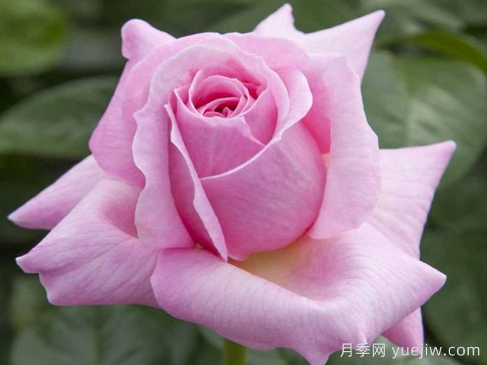 粉色尤里卡月季/粉色尤瑞卡/粉红发现(图2)