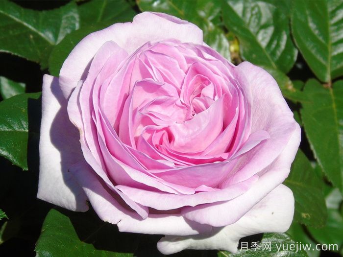 粉色尤里卡月季/粉色尤瑞卡/粉红发现(图3)