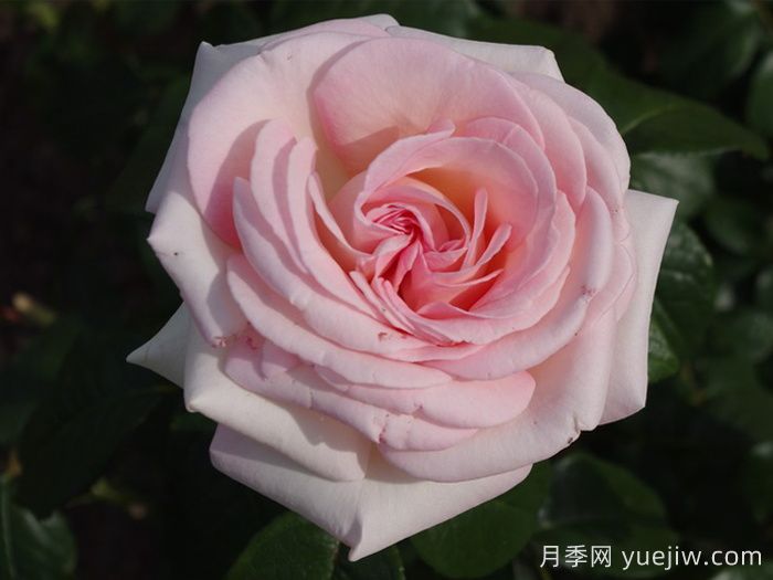 园艺王子月季/弗朗西斯梅昂/法兰西斯(图2)