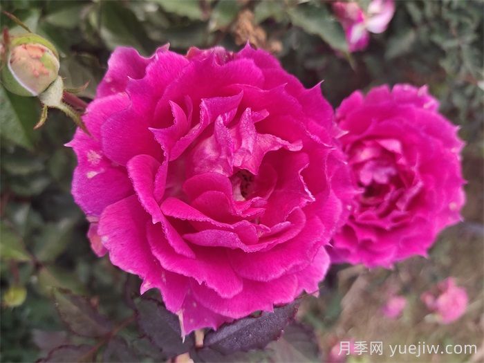 如果只能养一棵月季花，那么就在这5个品种中选择(图4)