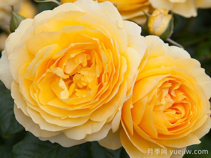 我的爸爸月季(图1)