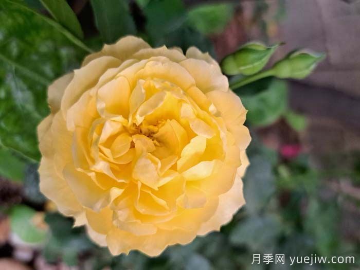 我的爸爸月季(图2)