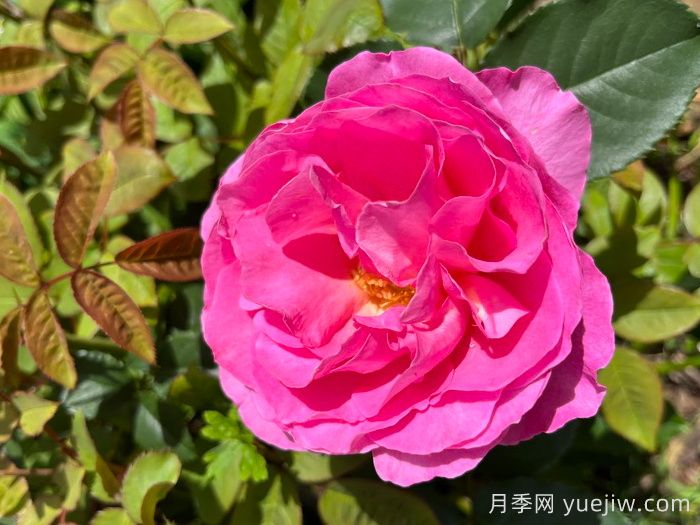 复古小姐月季(图1)