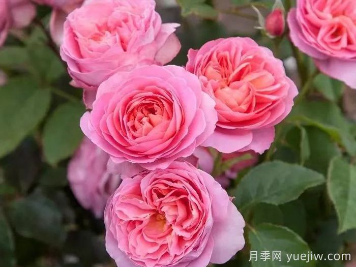 复古小姐月季(图2)