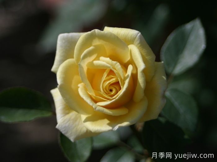 彼得阿隆索月季(图1)