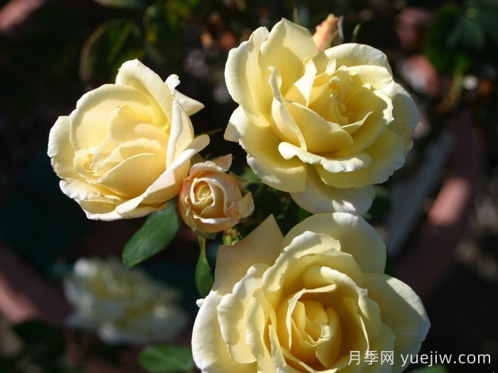 彼得阿隆索月季(图2)