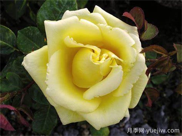 甜蜜莉丝月季/甜蜜的莉西(图1)